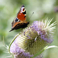 Dipsacus_fullonum
